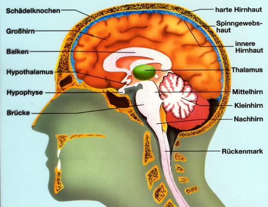 Die Hirnteile und ihre Funktionen